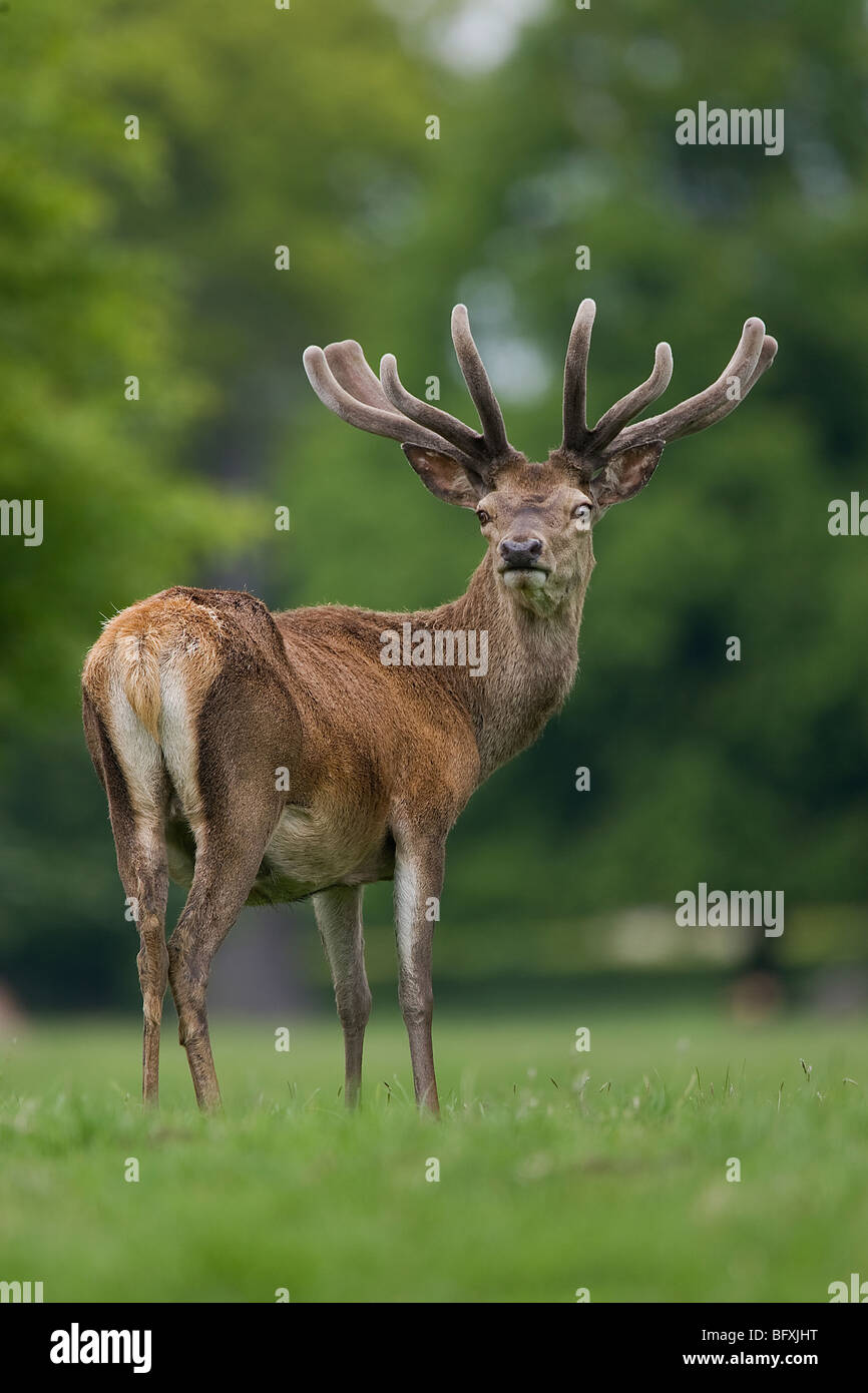 Rotwild-Hirsch im Studley Royal in North Yorkshire Stockfoto