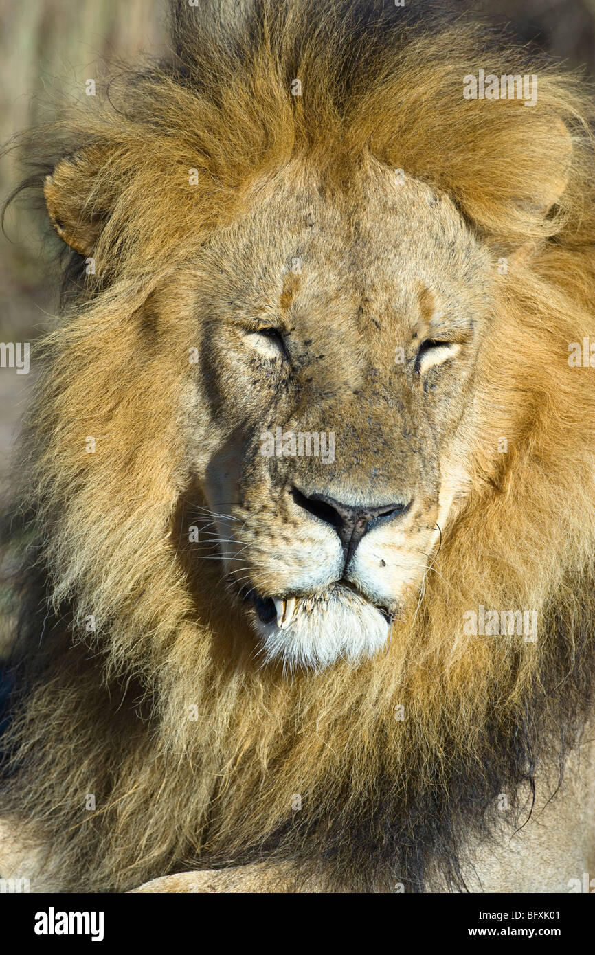 Männliche African Lion, Panthera Leo, ruhen. Masai Mara National Reserve, Kenia. Stockfoto