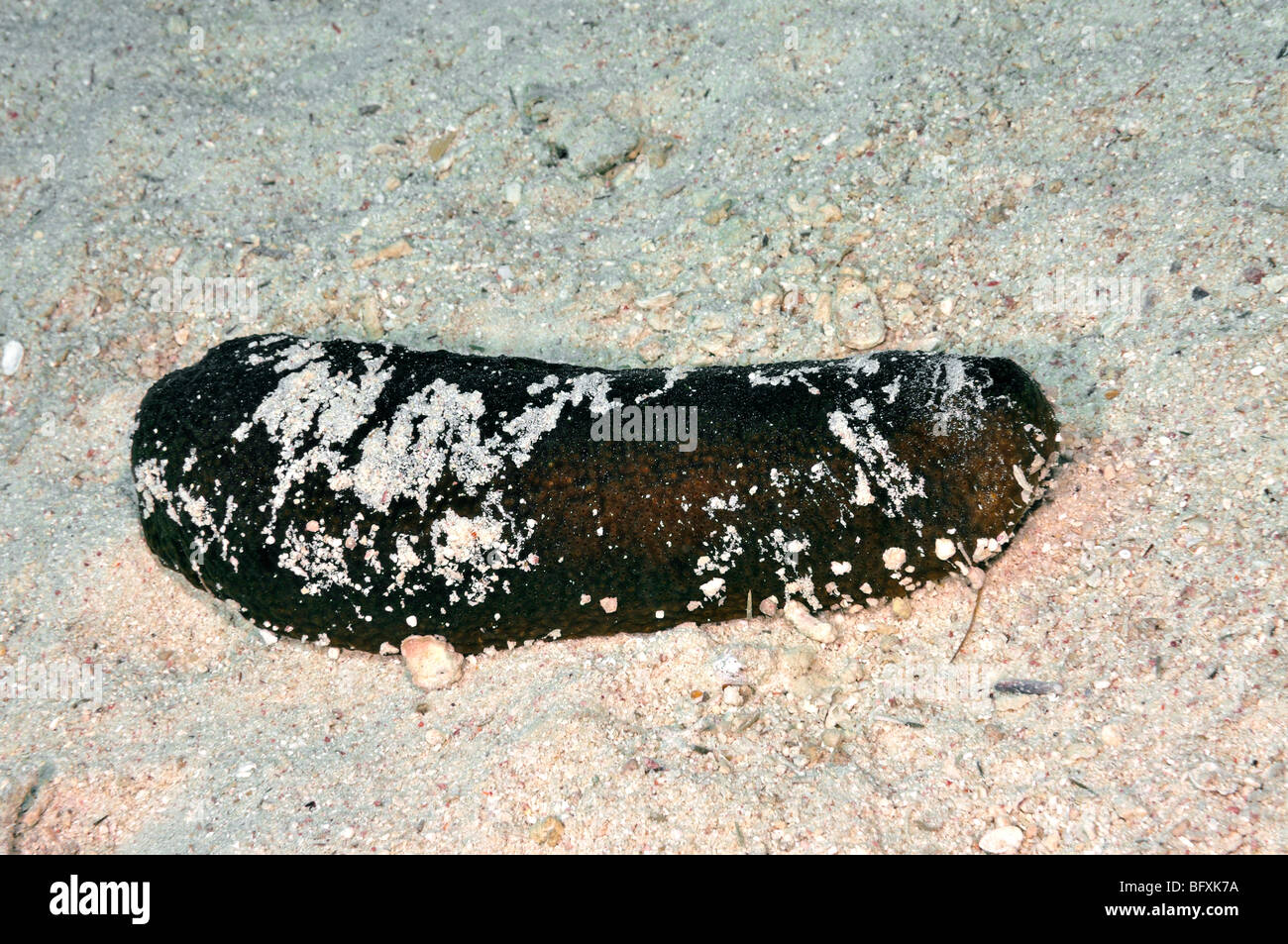Schwarz "Seegurke" Holothuria Atra, Stockfoto