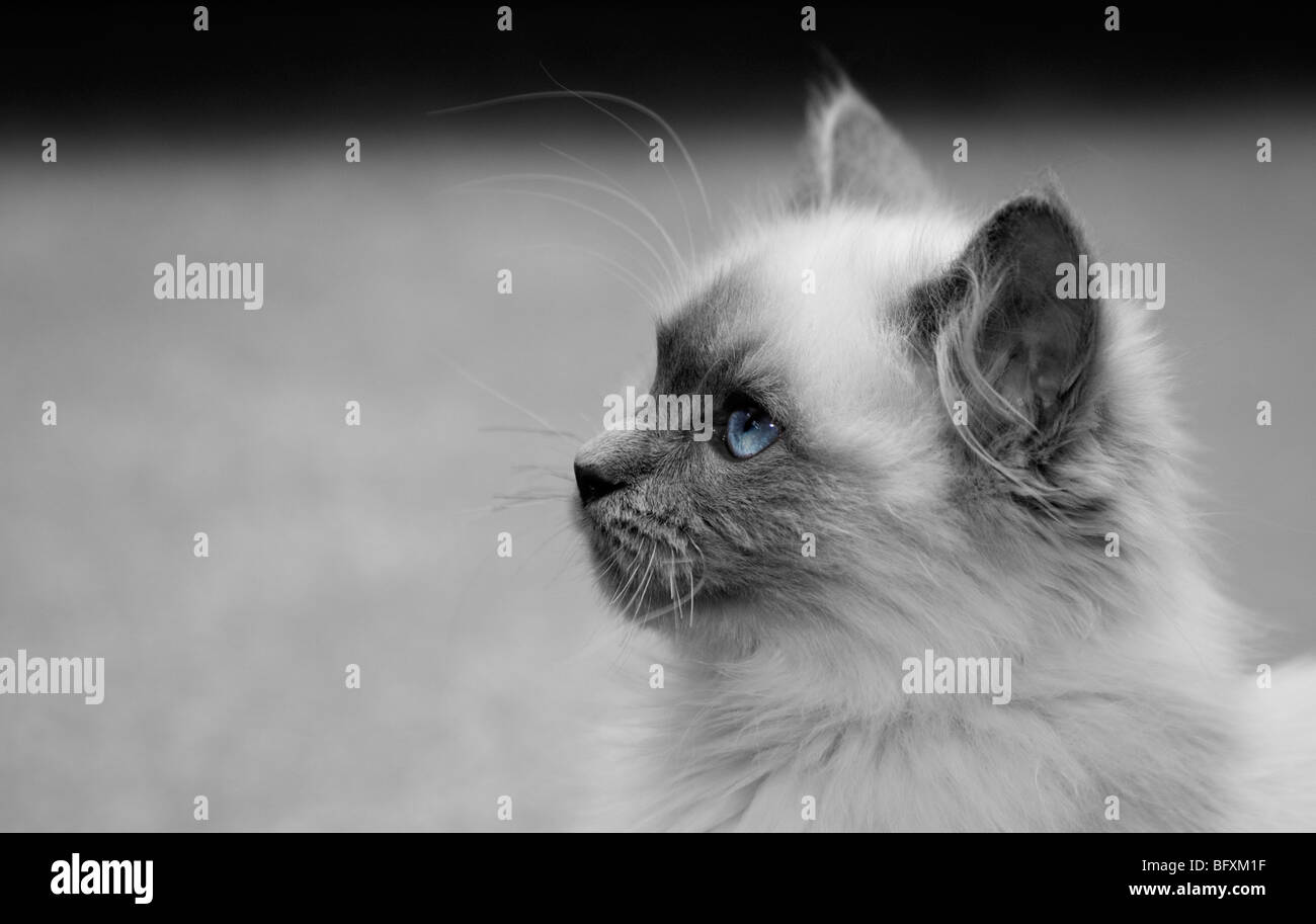 Schöne Katze Stockfoto