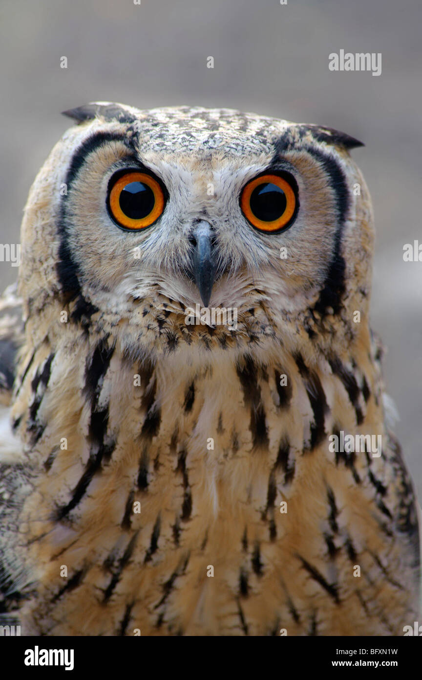 Bubo Bubo Stockfotos und bilder Kaufen Alamy