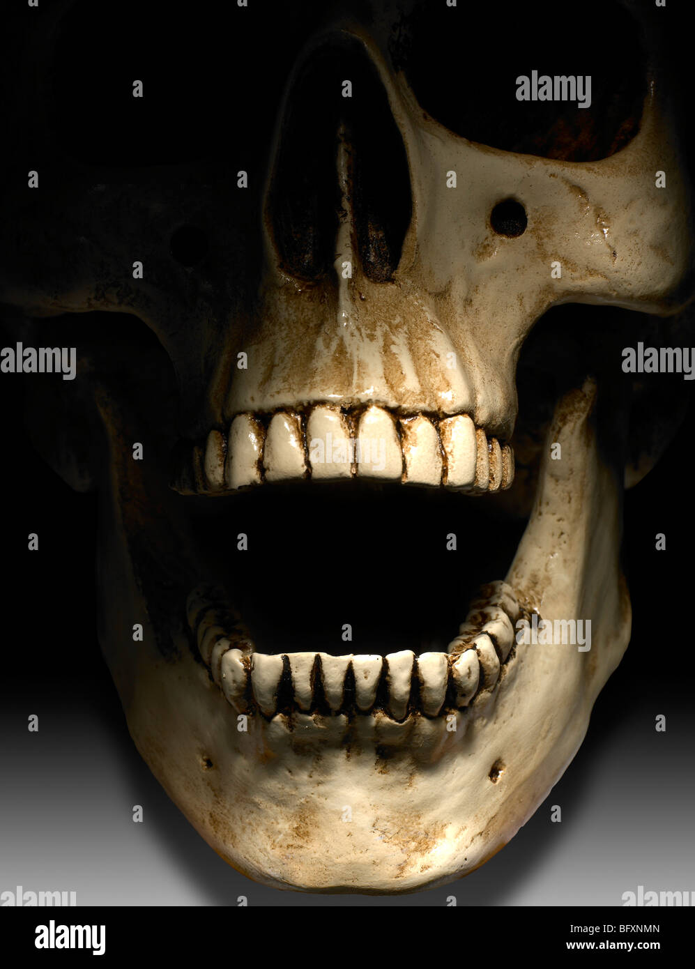 Ein menschlicher Schädel mit offenem Mund Stockfoto