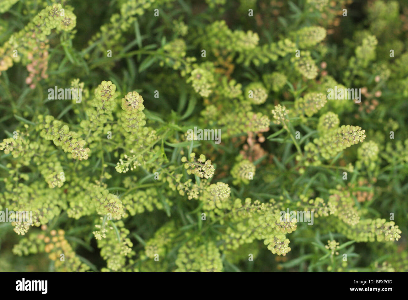 Peppergrass. Lepidium Virginicum. Stockfoto