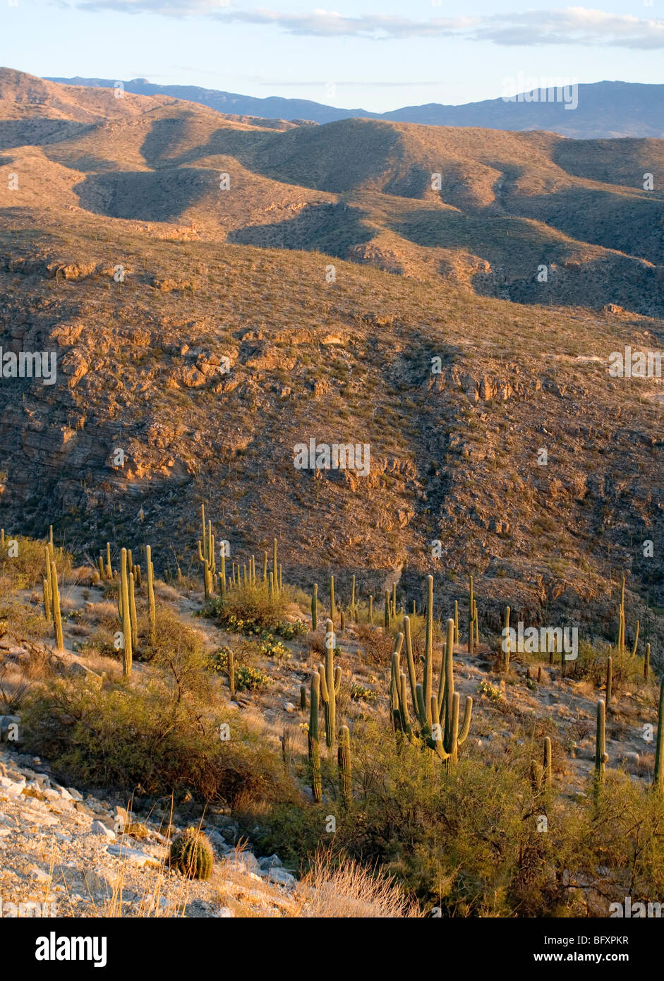 Ein Wald der Saguaro-Kaktus mit Rincon Mountains im Hintergrund Stockfoto