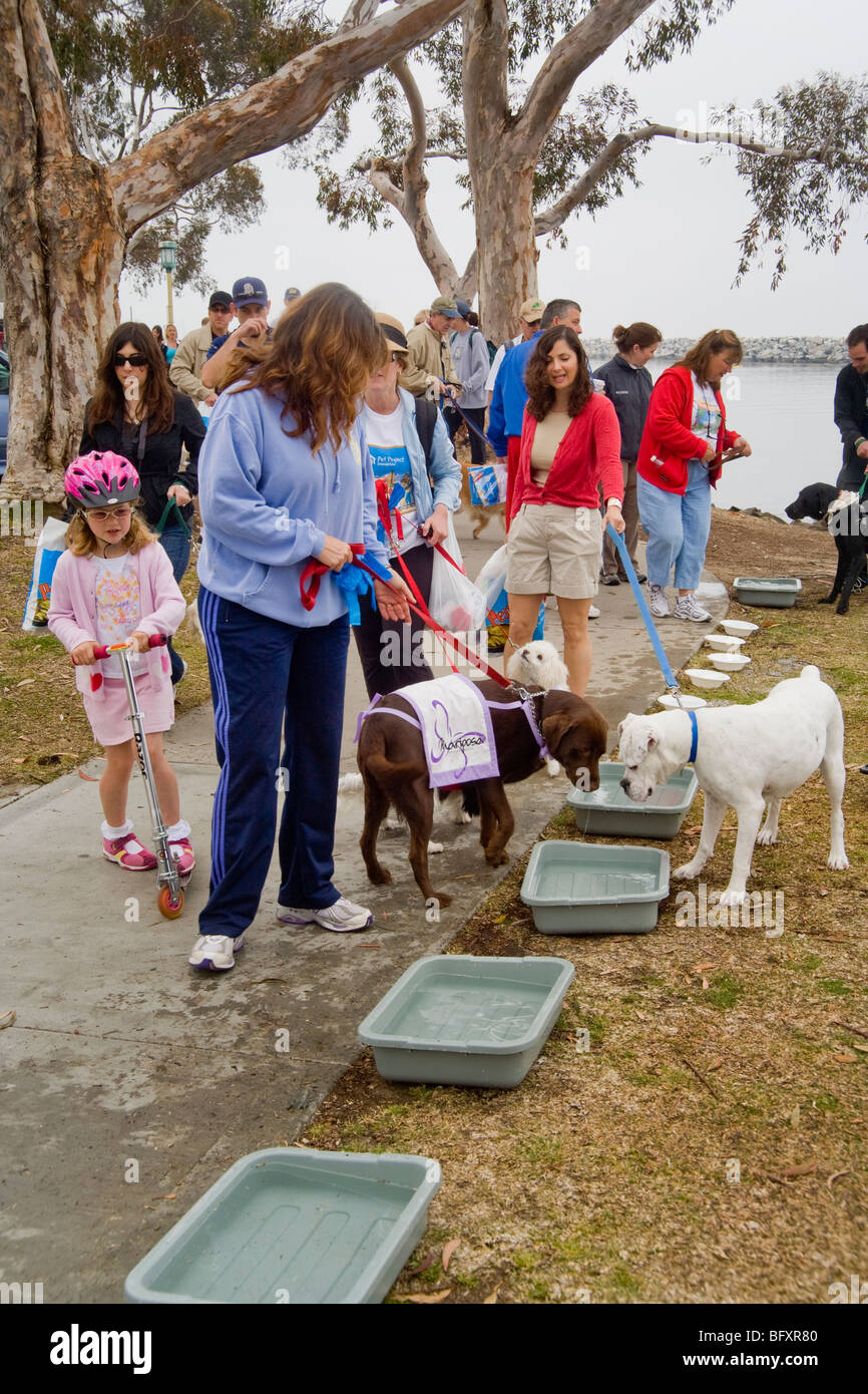Hund Besitzer vieler Alter Parade mit ihren Haustieren an einem Wochenende "Wag-A-Thon" in Dana Point, Kalifornien. Stockfoto