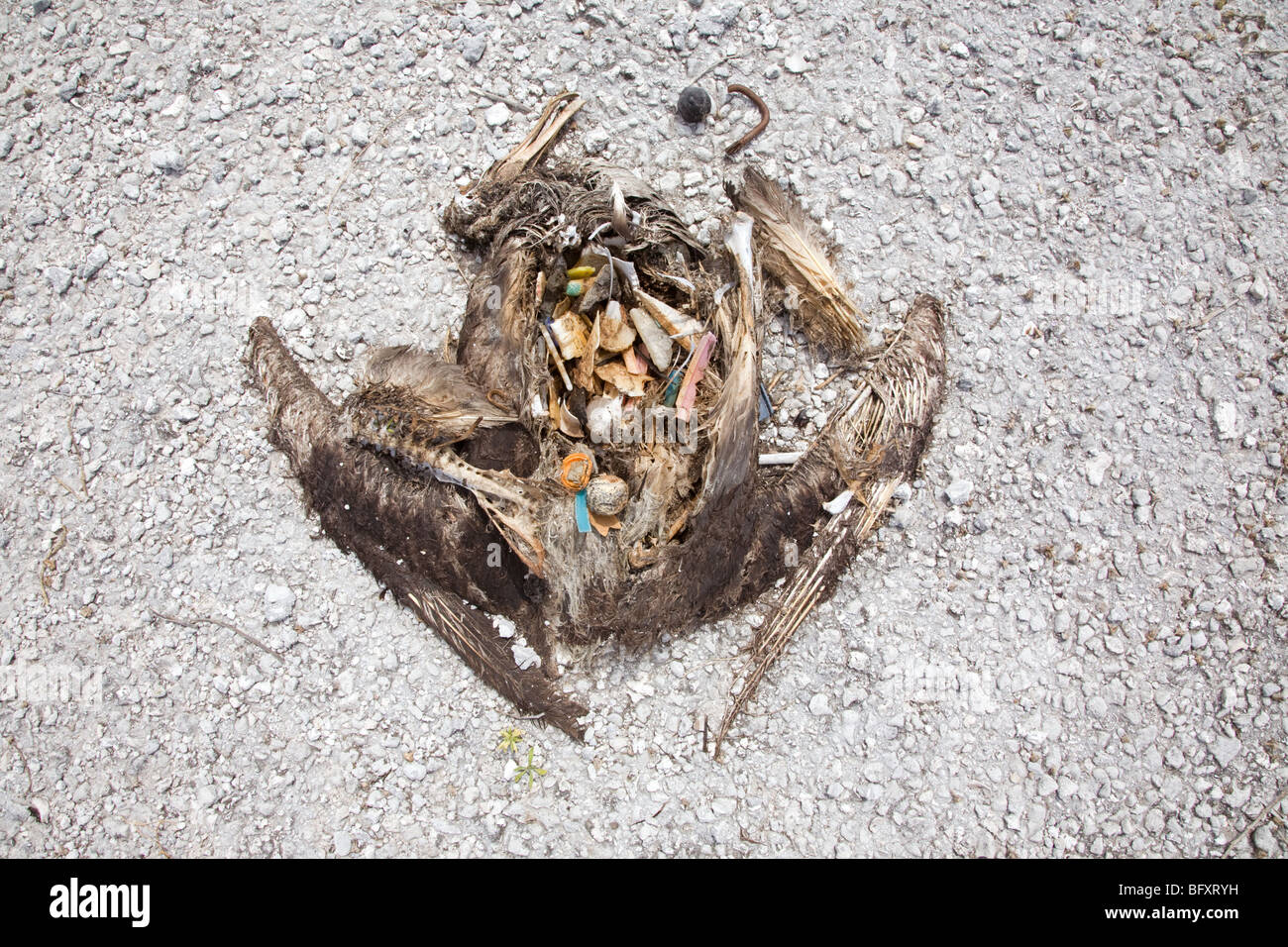 Überreste von jungen Albatros mit den Plastikmüll, den der Vogel, der sein Verdauungssystem füllte, gefressen hat Stockfoto