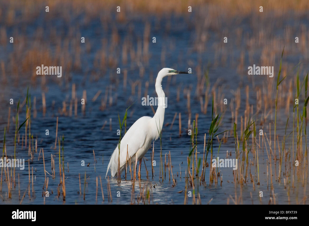 Silberreiher (Casmerodius Albus) - Europäische Silberreiher Stockfoto