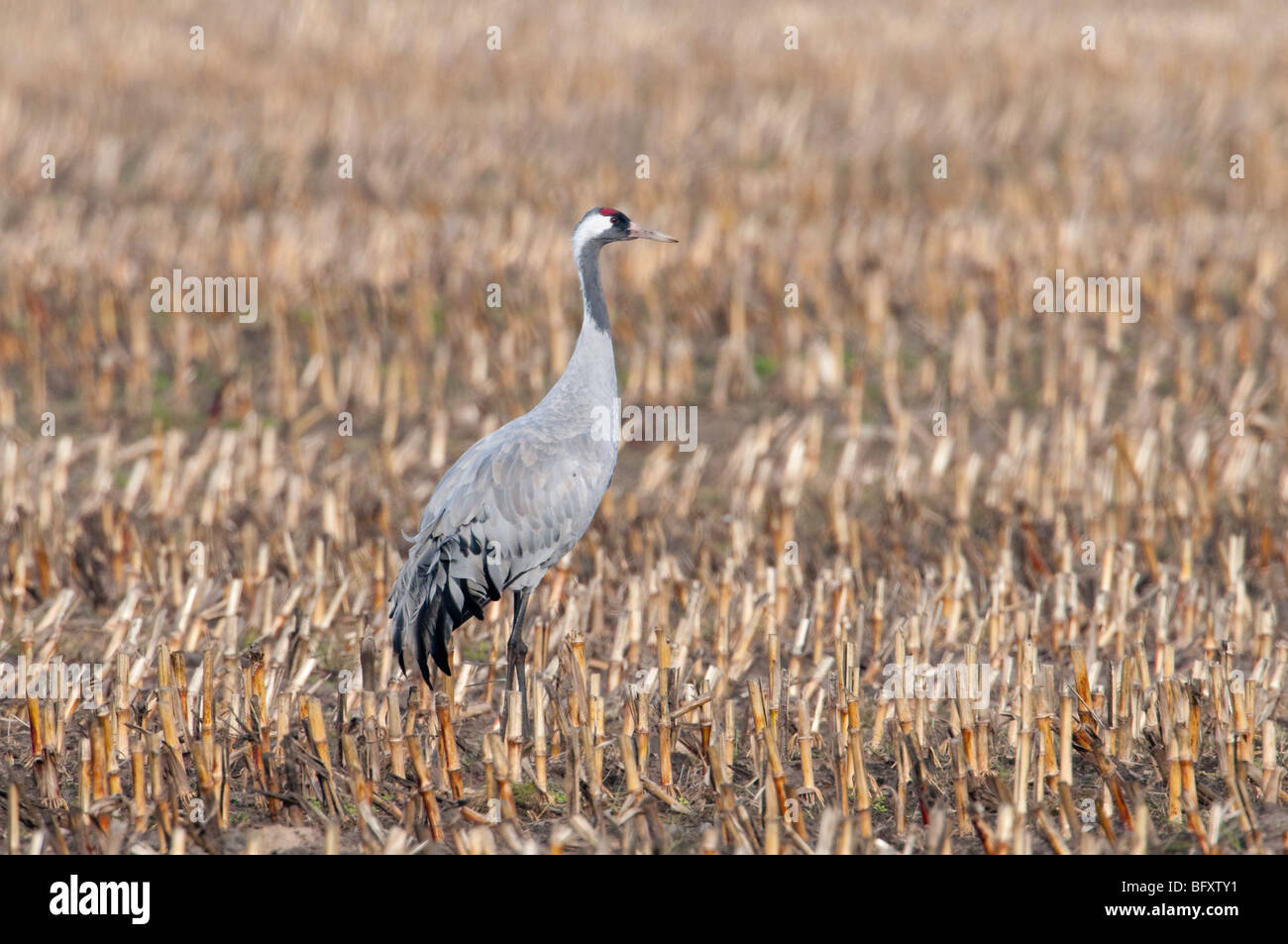 Europäischer Kranich - Kranich - Grus Grus aus Europa, Deutschland, Niedersachsen, Niedersachsen Stockfoto