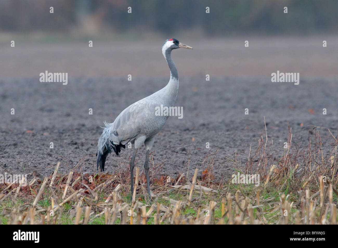 Europäischer Kranich - Kranich - Grus Grus aus Europa, Deutschland, Niedersachsen, Niedersachsen Stockfoto