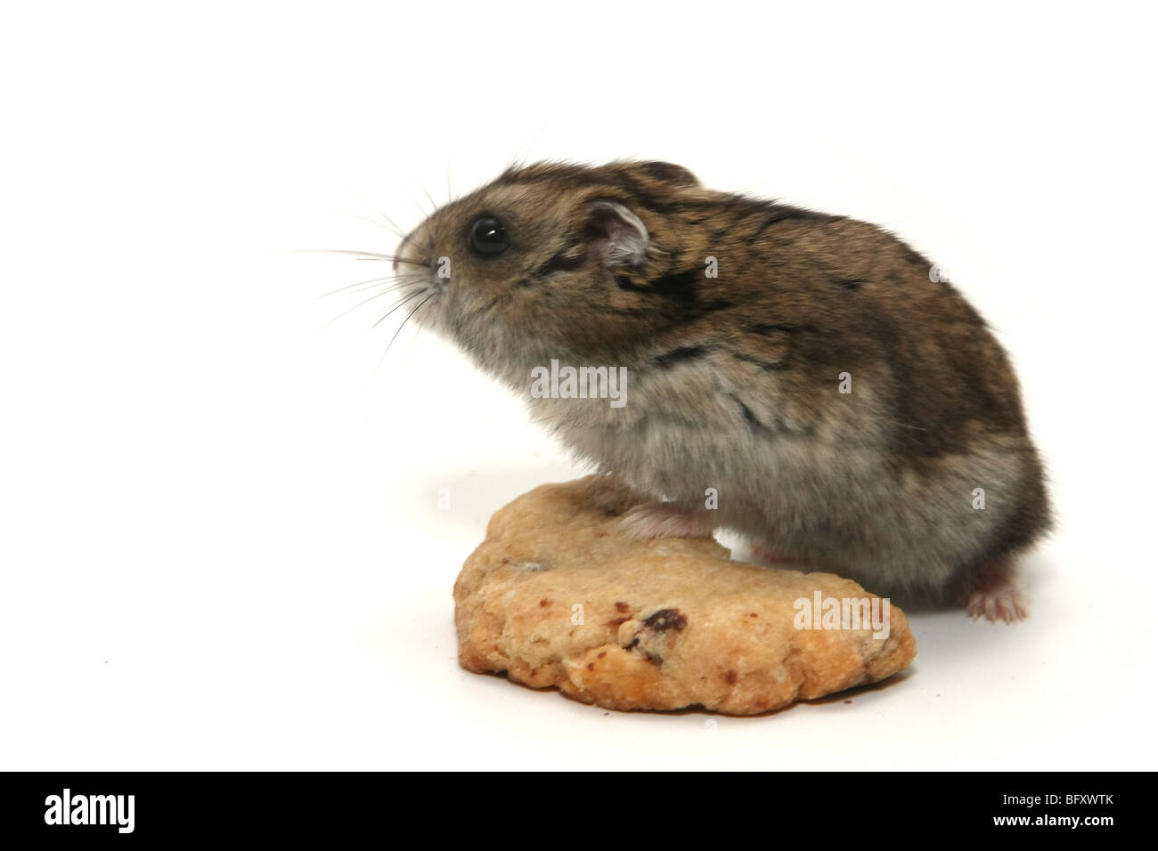 Haustier Hamster und cookie Stockfoto