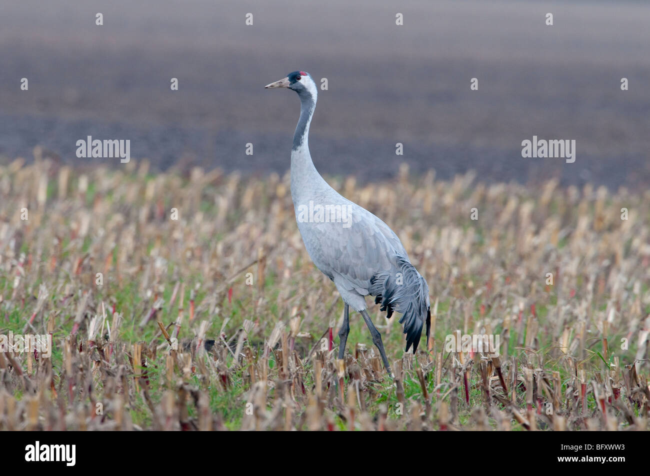Europäischer Kranich - Kranich - Grus Grus aus Europa, Deutschland, Niedersachsen, Niedersachsen Stockfoto