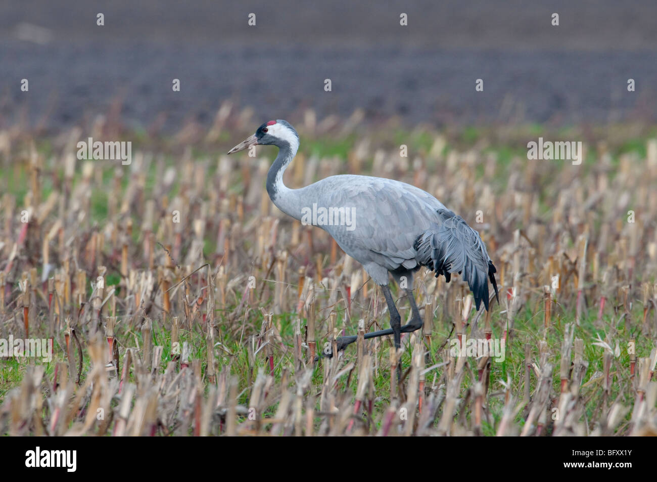 Europäischer Kranich - Kranich - Grus Grus aus Europa, Deutschland, Niedersachsen, Niedersachsen Stockfoto