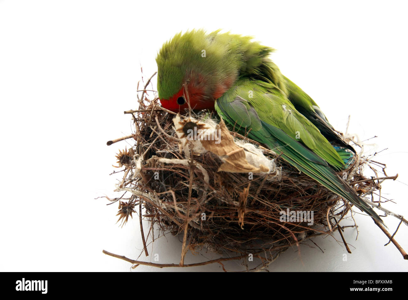 Papagei in einem Nest auf weißem Hintergrund Stockfoto