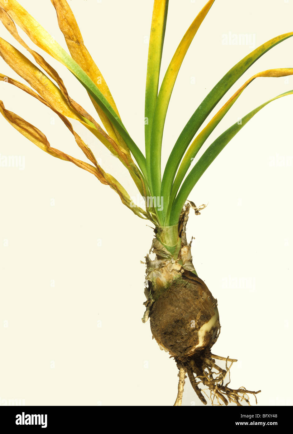 Basalen Fäulnis (Fusarium Oxysporum) erkrankten Birne und junge Blätter einer Nerine Lilie Stockfoto