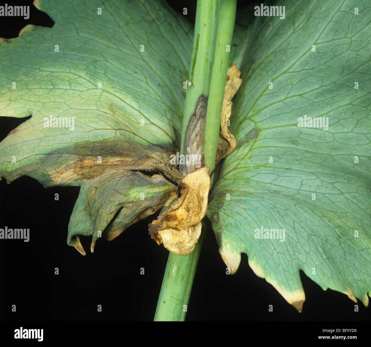 Grauschimmel (Botrytis Cinerea) Infektion Läsion in der axialen ein Schlafmohn-Blatt Stockfoto