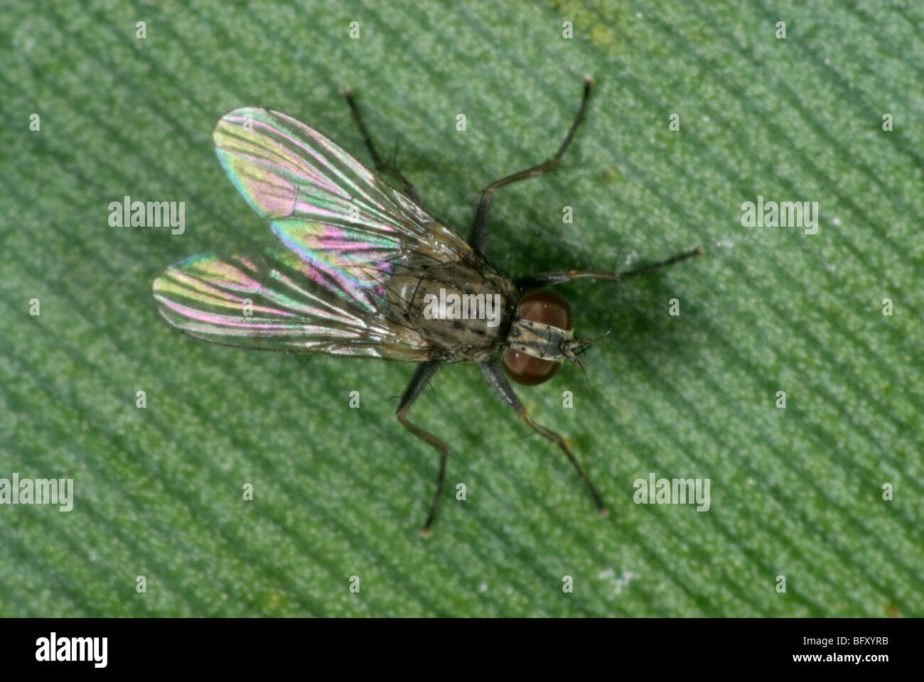 Ein Jäger fliegen (Coenosia Attenuata) eine räuberische Fliege auf einem Blatt Stockfoto
