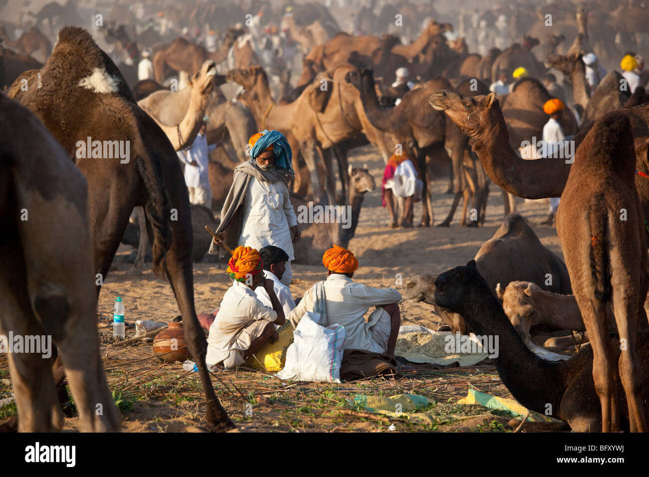 Kamel Mela in Indien Pushkar Stockfoto