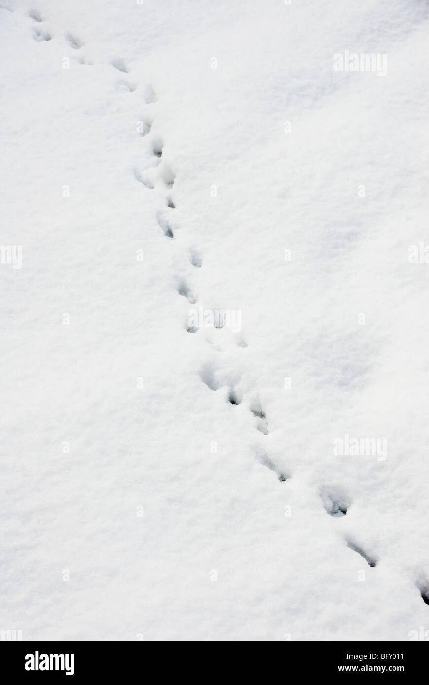 Trail für kleine Tier Fußspuren im Schnee Stockfoto