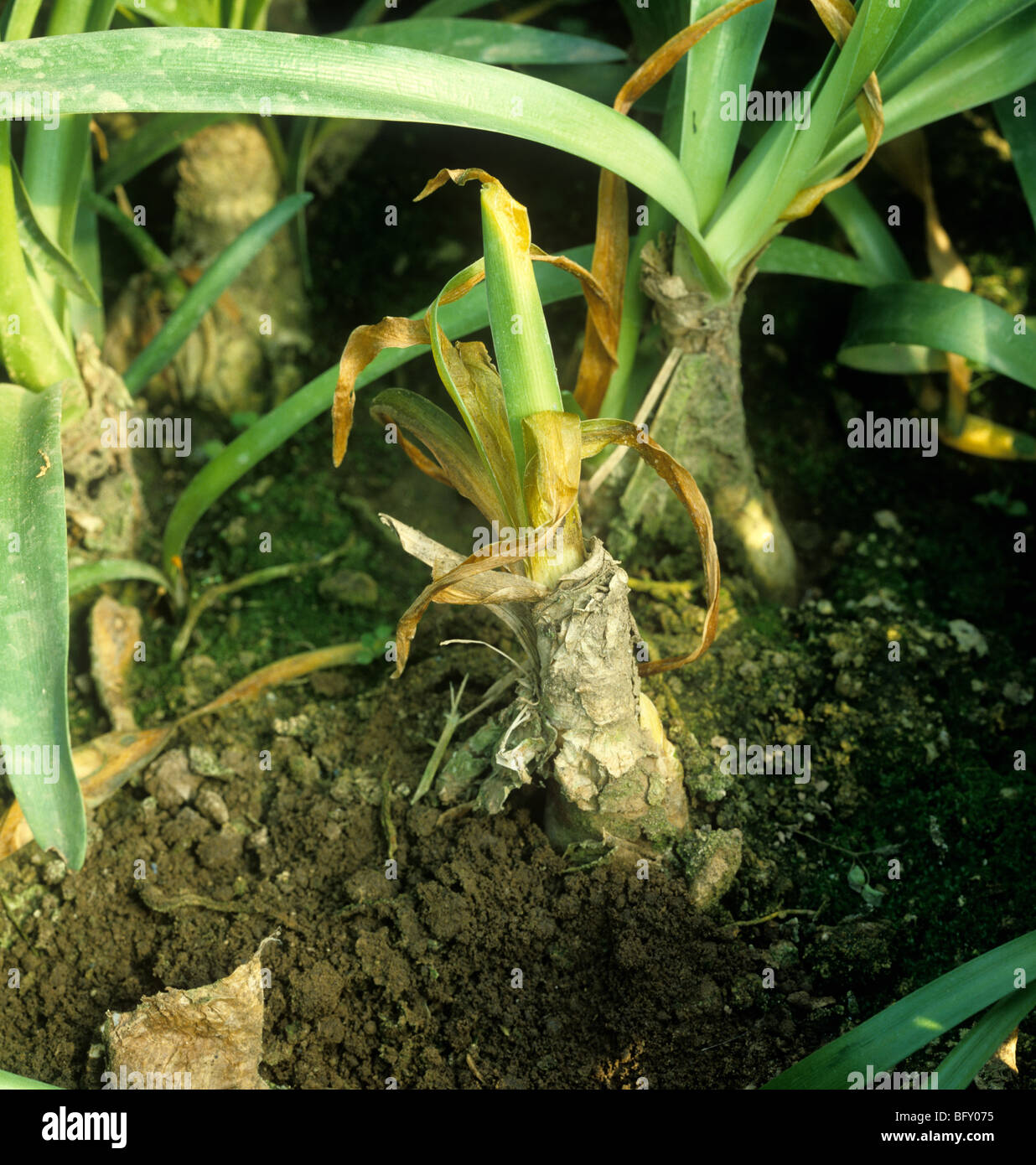 Basalen Fäulnis (Fusarium Oxysporum) erkrankten Nerine Lilie Pflanze Stockfoto