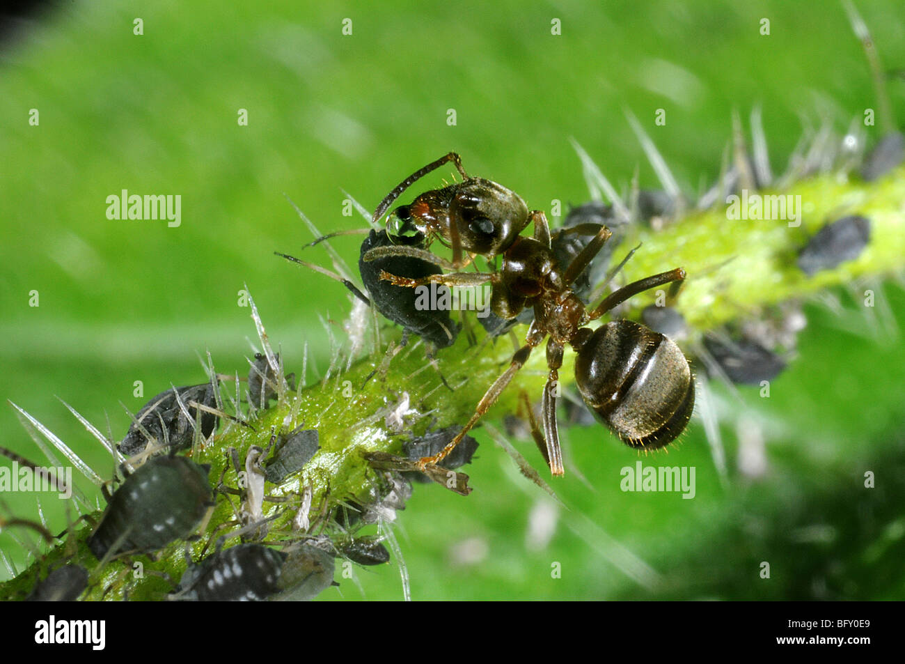 Garten Ameisen (Lasius Niger) tendenziell schwarze Blattläuse Stockfoto