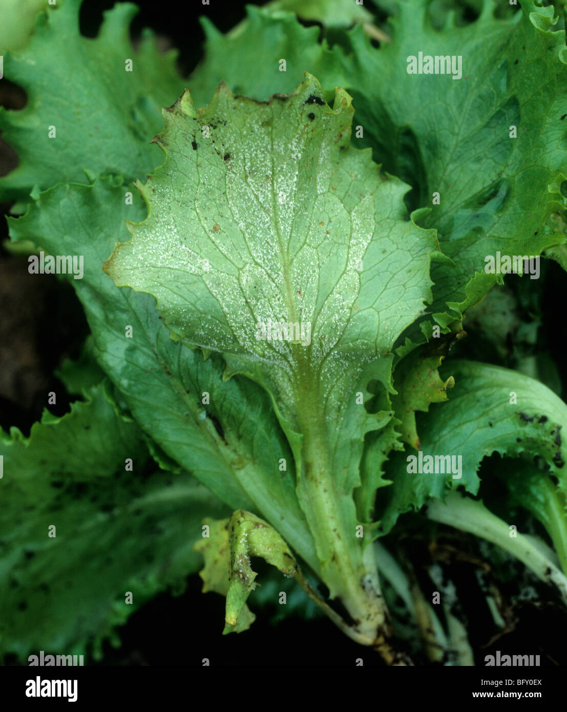 Falscher Mehltau (Bremia Lactucae) Myzel Entwicklung ein Salatblatt Stockfoto