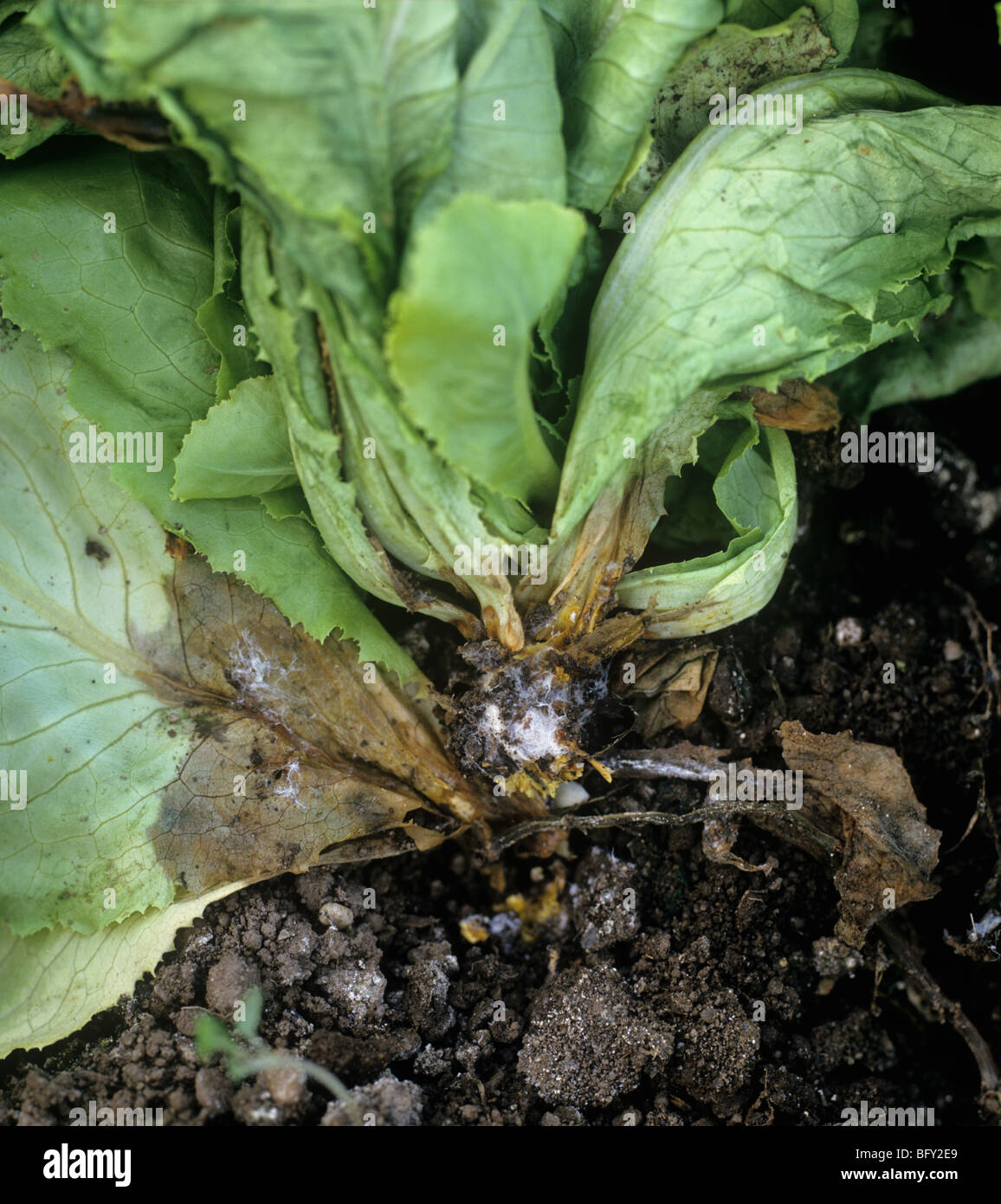 Ergeben Sie Fäulnis (Weißstängeligkeit Sclerotiorum) sich in der Stamm-Basis einer Salat-Pflanze, Portugal Stockfoto