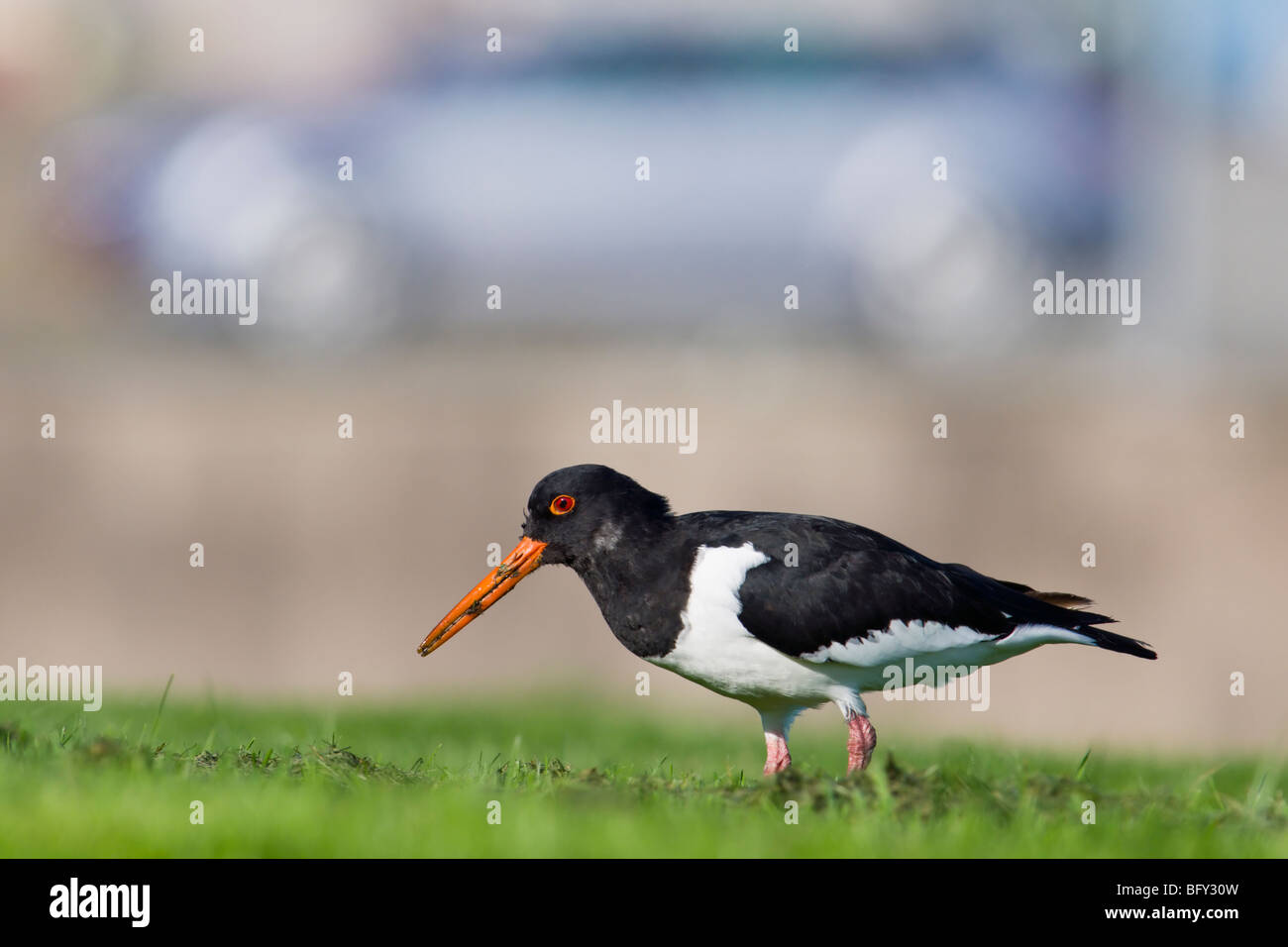 Austernfischer in der Nähe von Hafen Parkplatz Fütterung Stockfoto