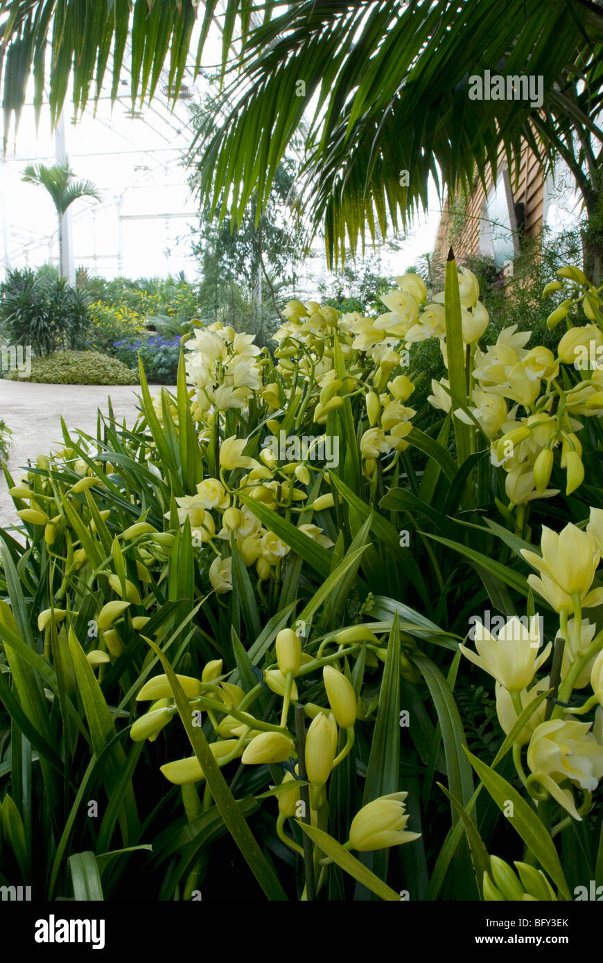 SAMMLUNG VON GELBEN CYMBIDIUM ORCHIDEEN Stockfoto