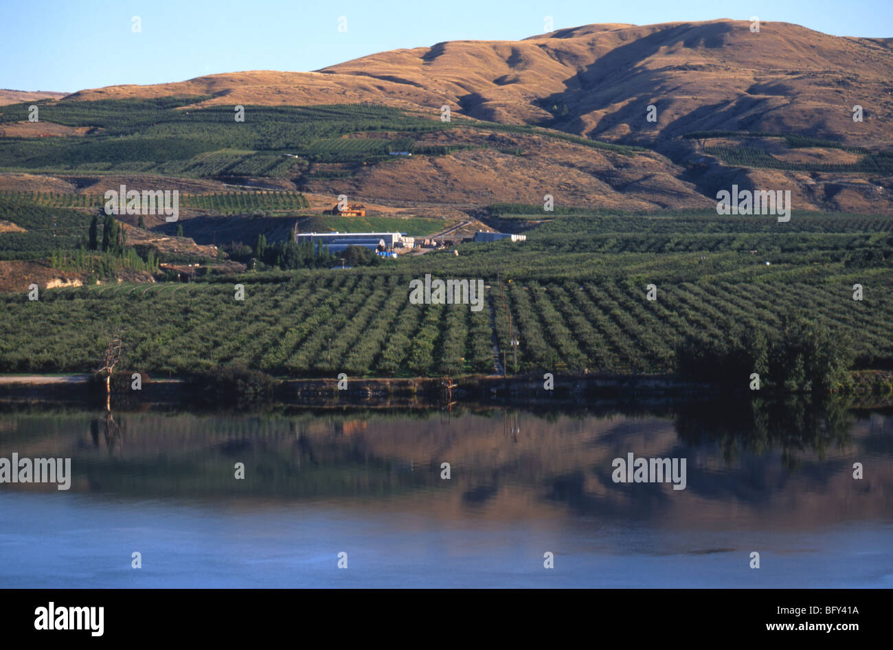 Eine Apfelplantage Okanogan River in der Nähe von Omak im US-Bundesstaat Washington. Stockfoto