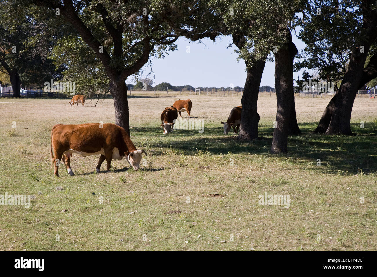 Hereford-Rinder auf der LBJ Ranch jetzt Teil der Lyndon B. Johnson nationaler historischer Park Johnson City Texas Stockfoto