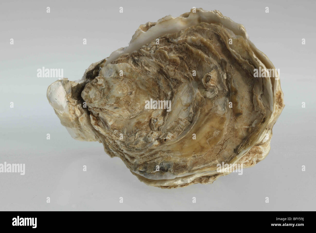 Eine geschlossene Auster Oyster Shell auf weiß/grauen Hintergrund / ausschneiden Stockfoto