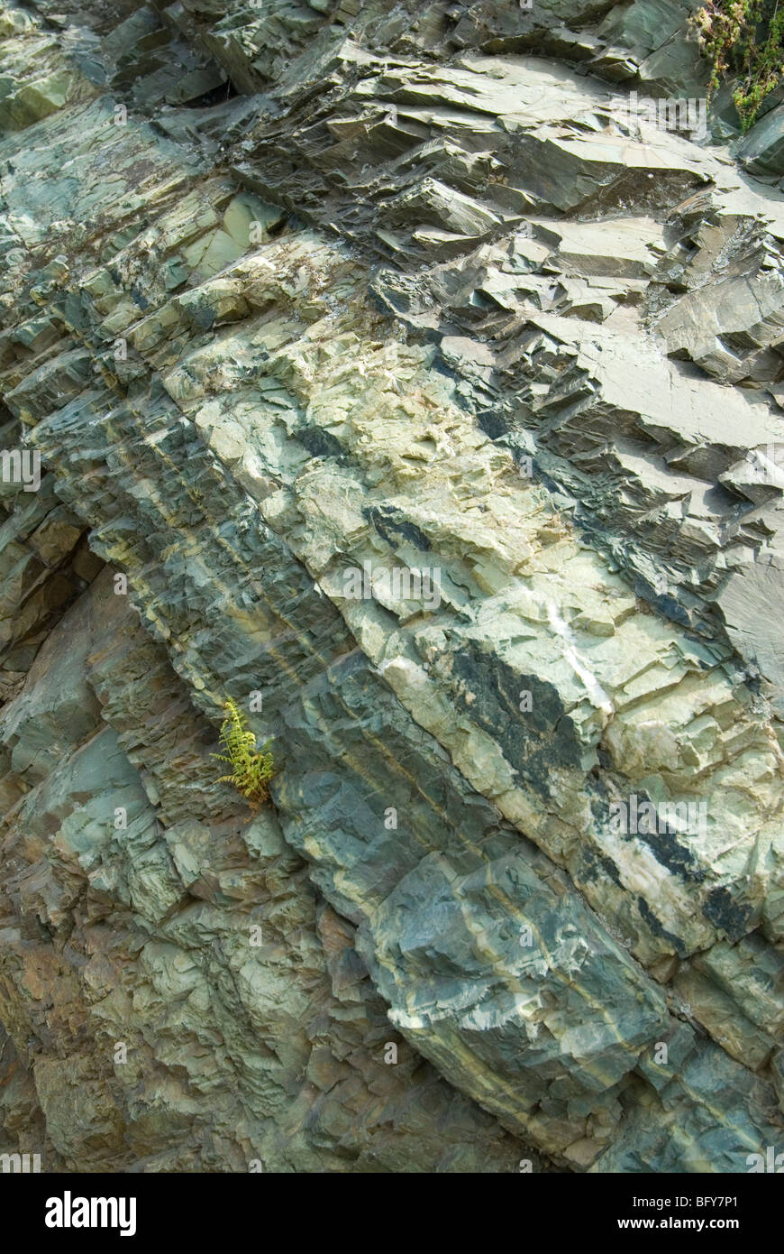 Pumpellyite und Chlorit-reiche Schichten wechseln sich ab mit Epidot-reiche Bands, Awatscha-Bucht, Kamtschatka, Russland Stockfoto