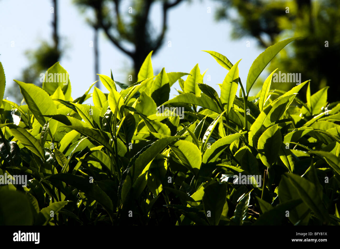 Teeblätter, hautnah bei Tageslicht, Munnar Stockfoto