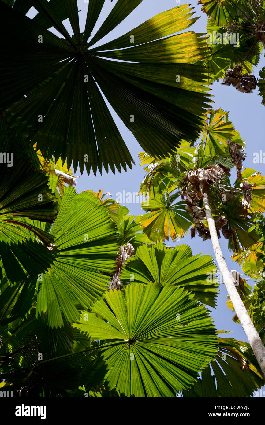 Fächerpalme, Licuala Ramsayi, Mission Beach, Queensland, Australien Stockfoto