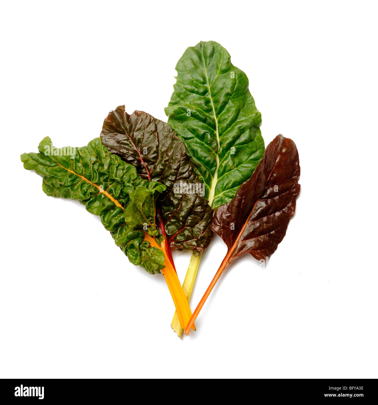 Mangold-Blätter Stockfoto
