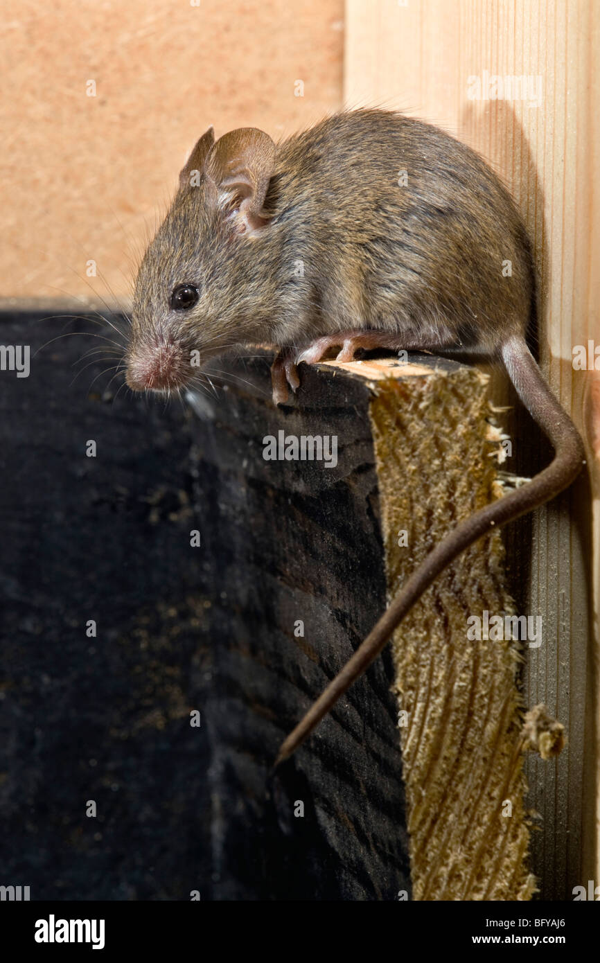 Hausmaus; Mus Musculus; Klettern Stockfoto