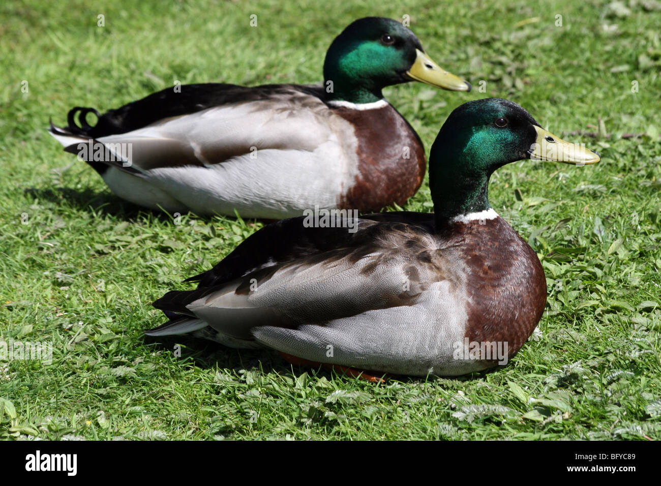 Zwei männliche Mallards Anas Platyrhynchos auf Grass bei Martin bloße WWT, Lancashire UK Stockfoto