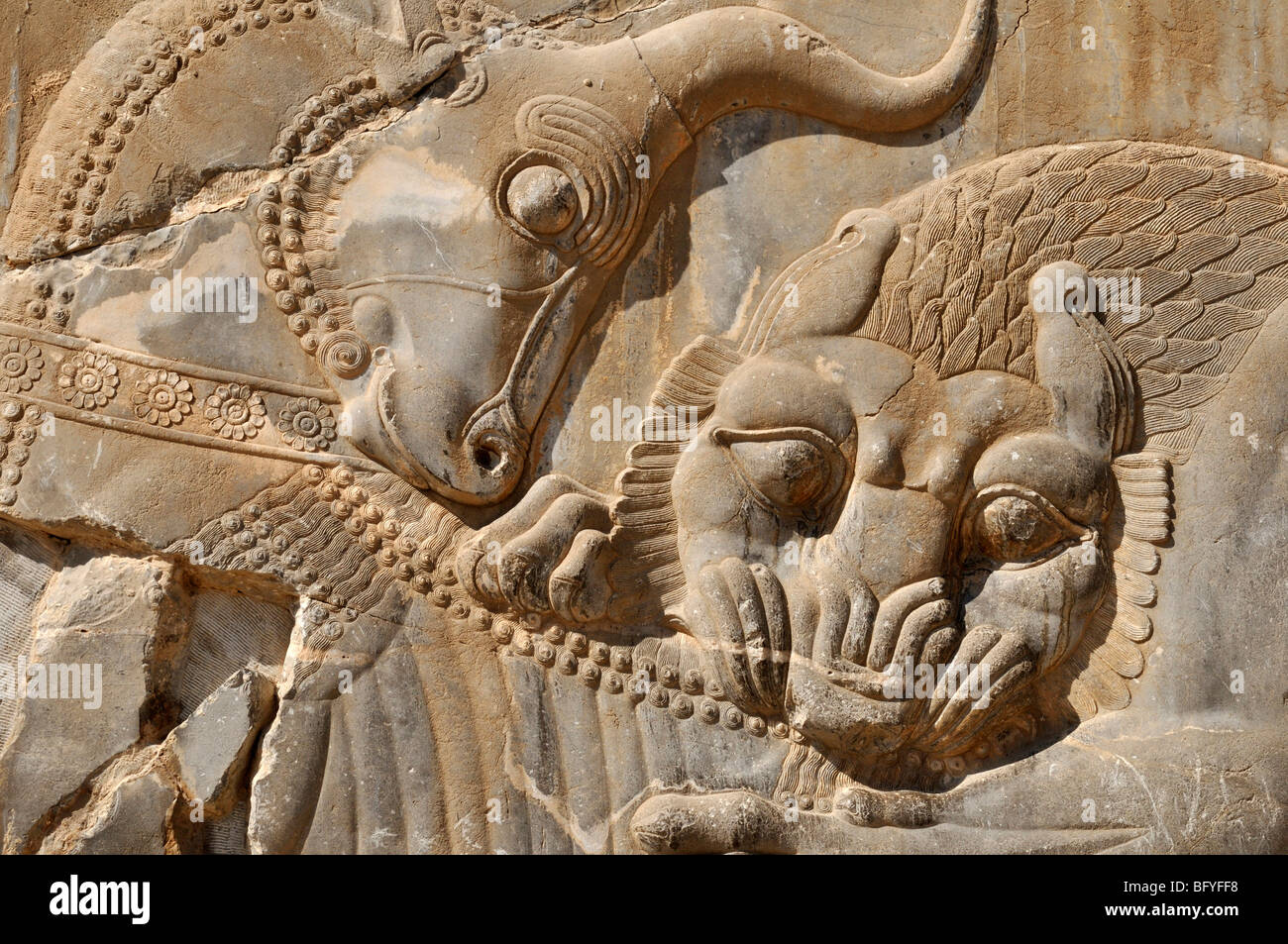 Flachrelief eines kämpfenden Stier und Löwen bei der achämenidischen archäologischen Stätte von Persepolis, UNESCO-Weltkulturerbe, Persien, Stockfoto