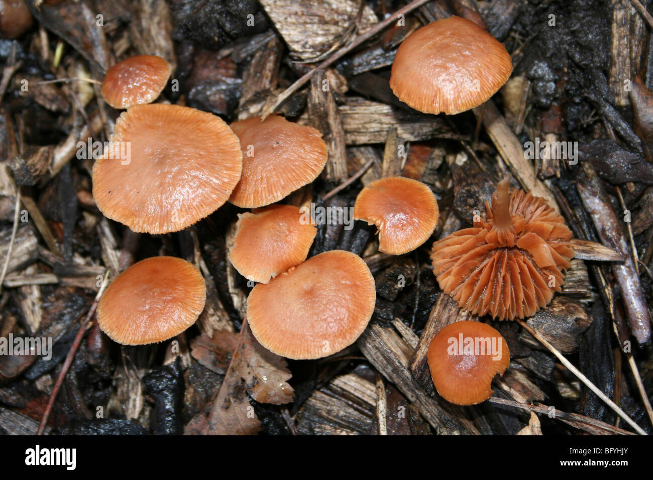 Orange farbigen Pilze wachsen auf Hackschnitzel genommen In Liverpool, Großbritannien Stockfoto