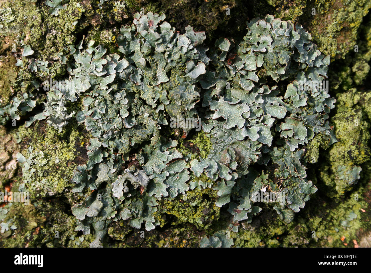 Foliose Flechten Parmelia Inselbogens wächst auf A Baumstamm genommen bei Martin bloße WWT, Lancashire, UK Stockfoto