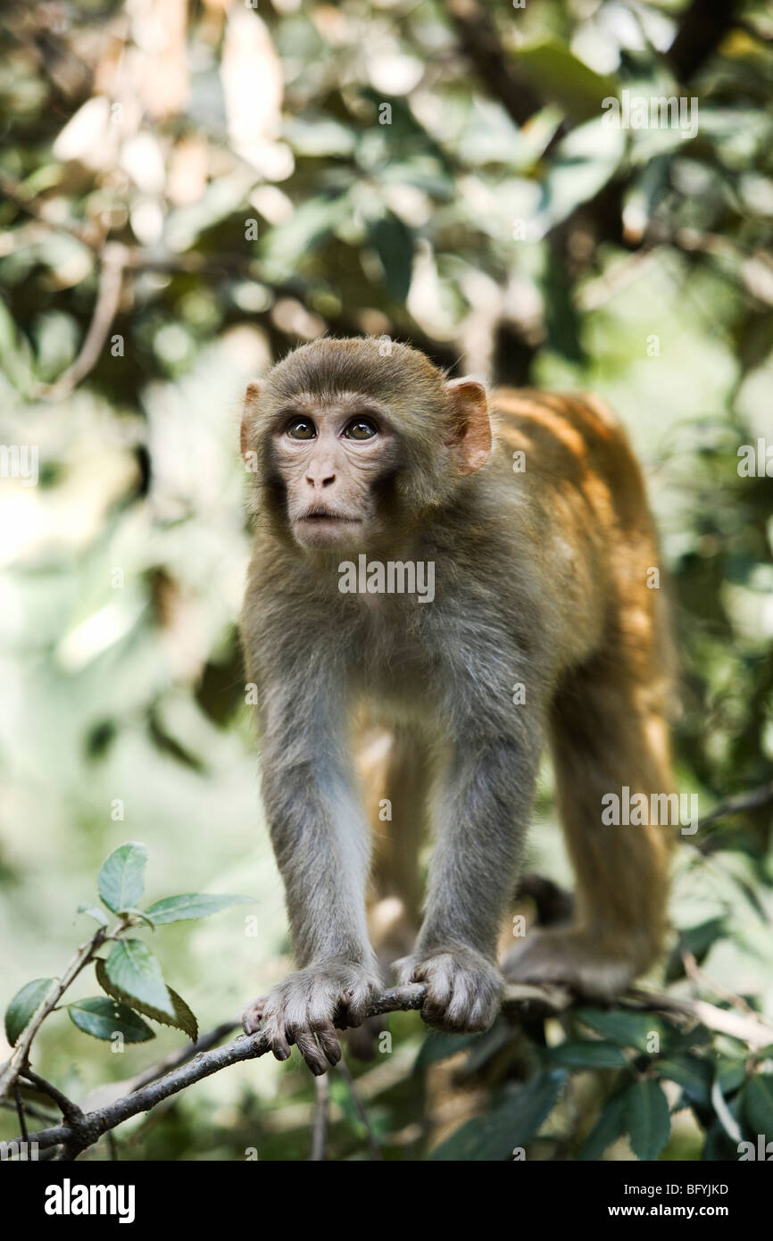 Ein Affe in Dharamsala, Indien. Stockfoto