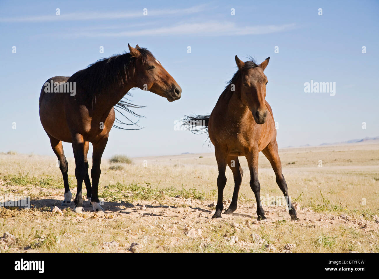 Wilde Pferde, Pferde von der ehemaligen deutschen Schutztruppe Schutztruppen in Namibia, Afrika Stockfoto