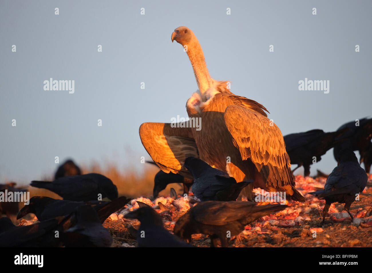 Griffon Vulture abgeschottet Fulvus Erwachsene auf AAS unter den Raben. Katalanische Pyrenäen, Spanien. Stockfoto
