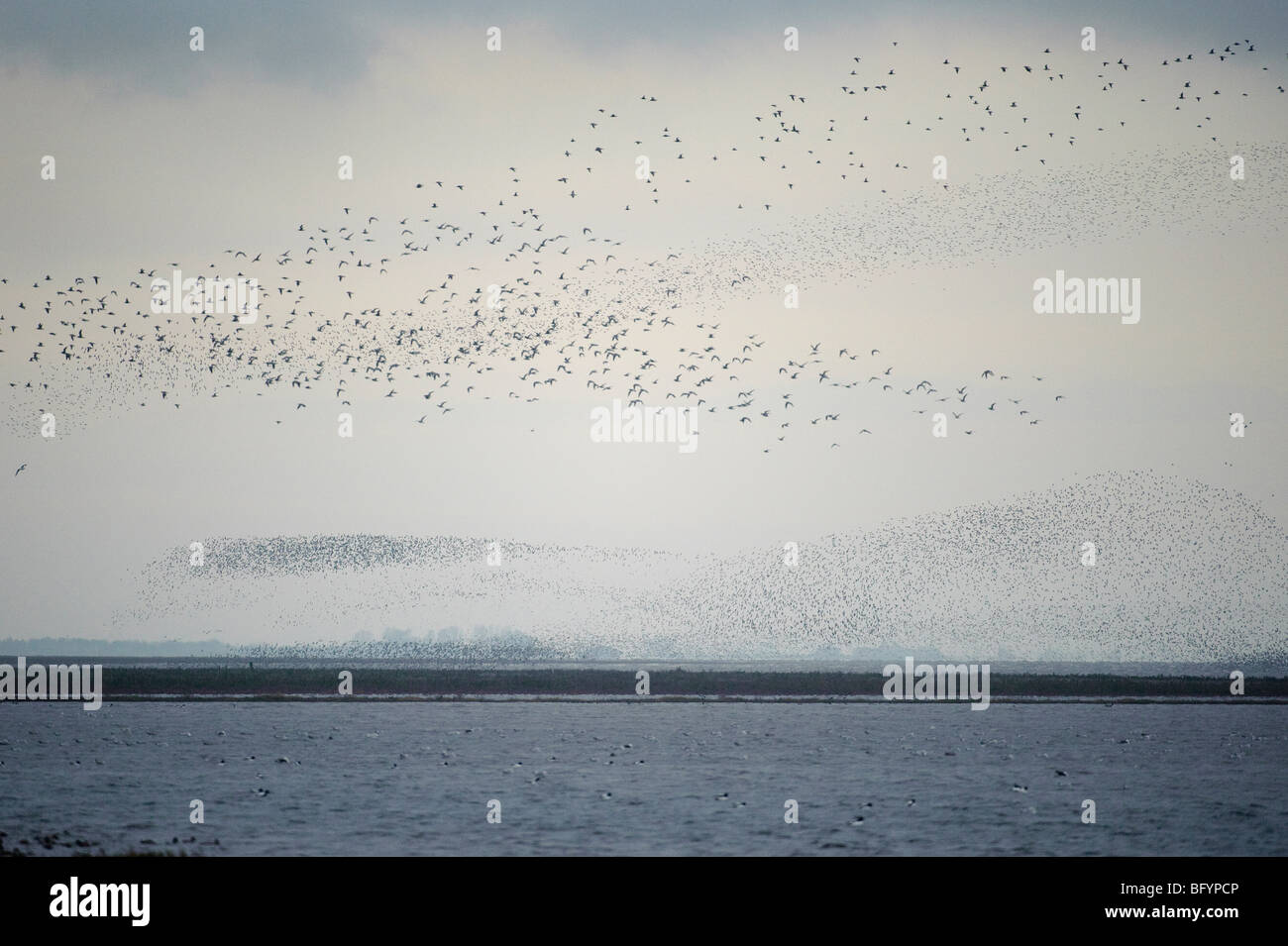 Herde von roten Knoten Calidris Canutus im Flug über der Wäsche bei Hochwasser. Snettisham RSPB Reserve, Norfolk. Stockfoto