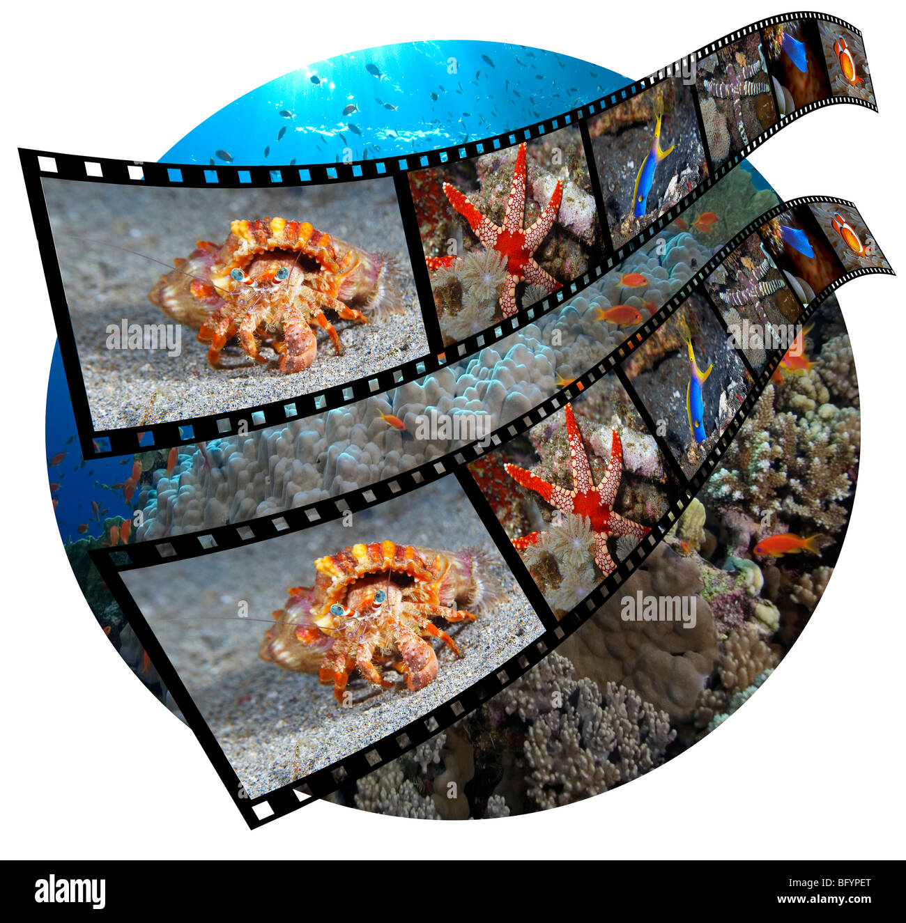 35mm Transparenz Film von tropischen Wassertiere überlagert, eine Szene von einem Korallenriff Stockfoto