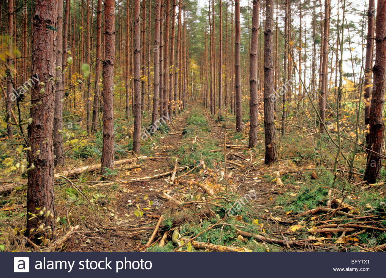 Mono Cutlure Kiefernwald, Deutschland Stockfotografie - Alamy