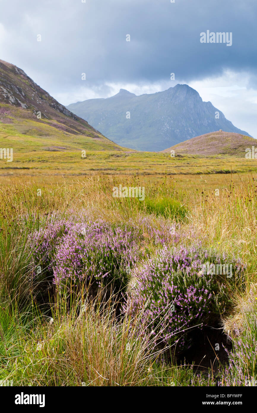 Heather, Schilf und Riedgras auf Moorland hinauf in Richtung Ben Loyal, südlich von Zunge, Highland, Schottland Stockfoto