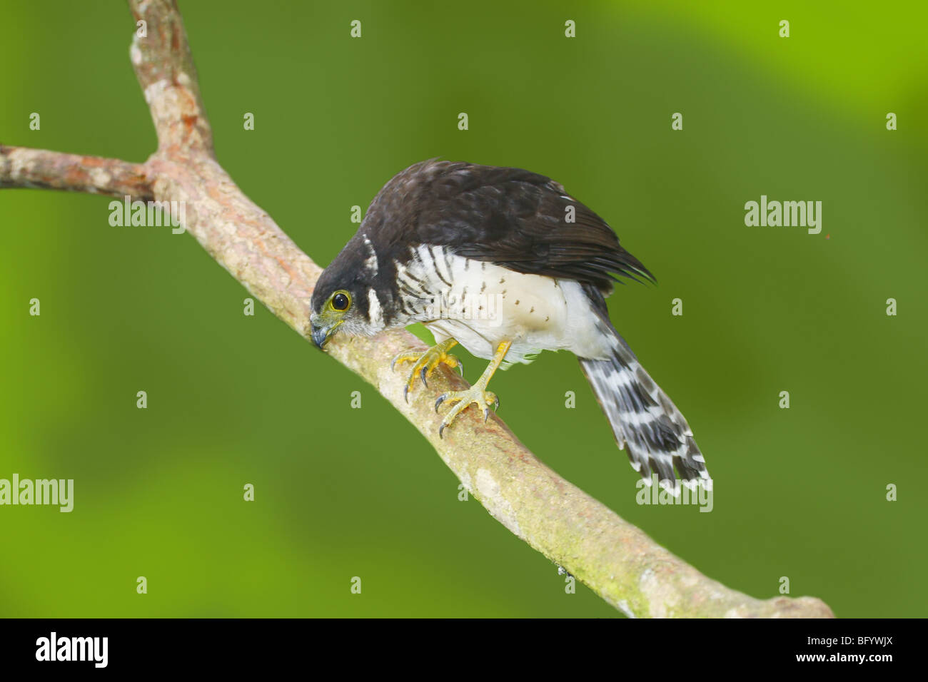 Collared Forest-falcon Stockfoto