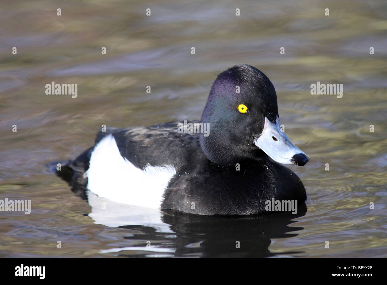 Männliche Reiherenten Aythya Fuligula schwimmen auf Wasser bei Martin bloße WWT, Lancashire UK Stockfoto
