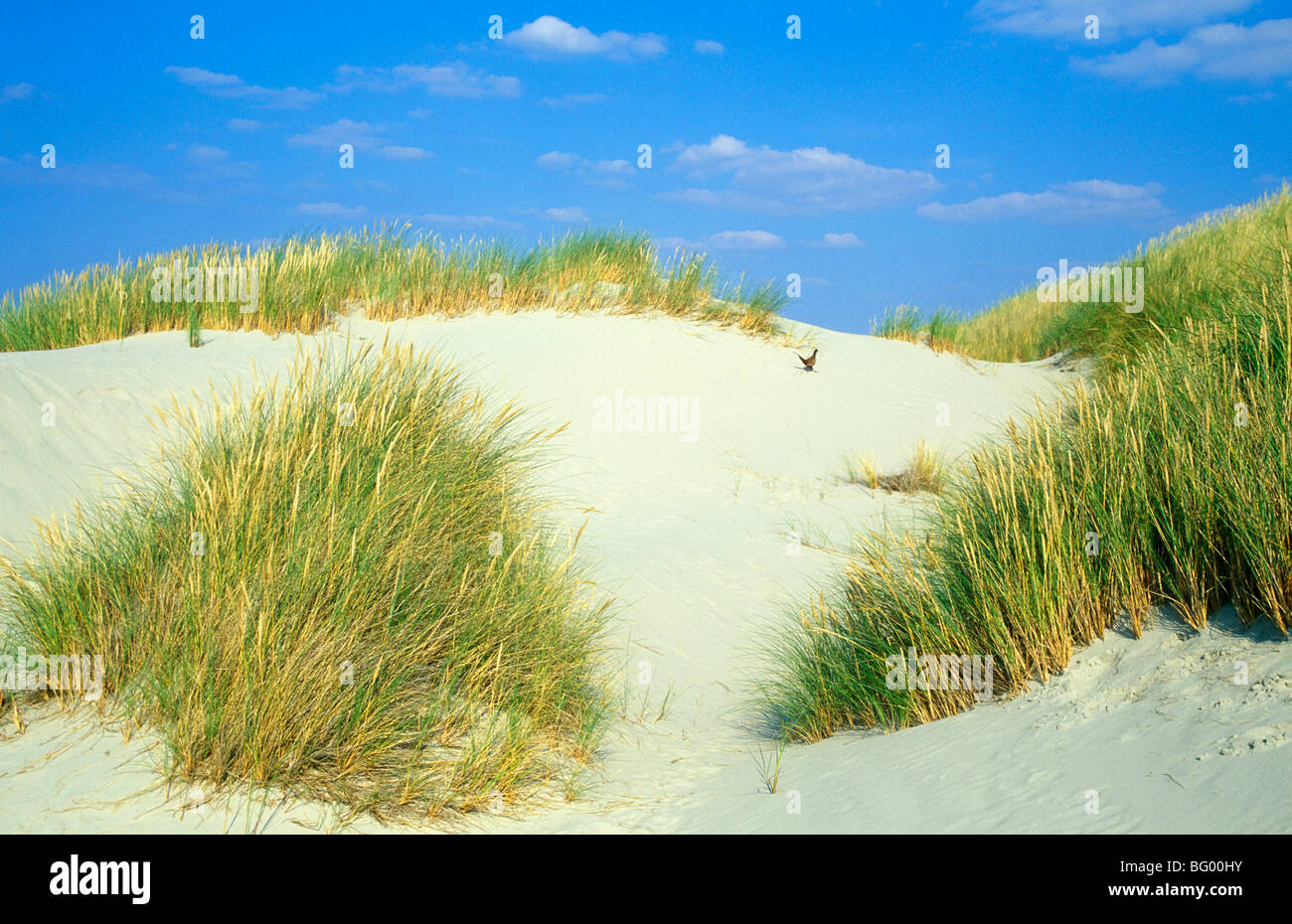 Sanddünen, Insel Juist, Ostfriesland, Niedersachsen, Deutschland Stockfoto